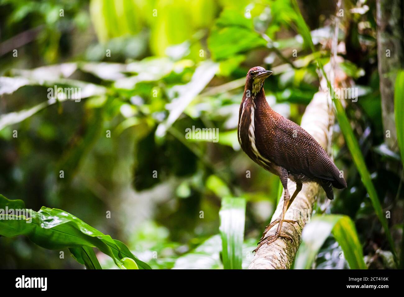 Heron in the Amazon Rainforest, Coca, Ecuador, South America Stock Photo