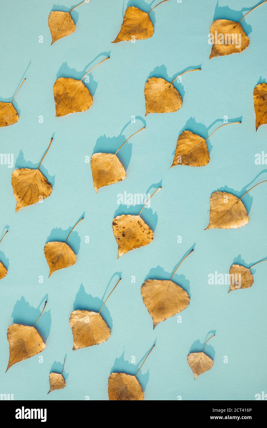 Pattern of golden autumn leaves on blue background, image of falling leaves Stock Photo