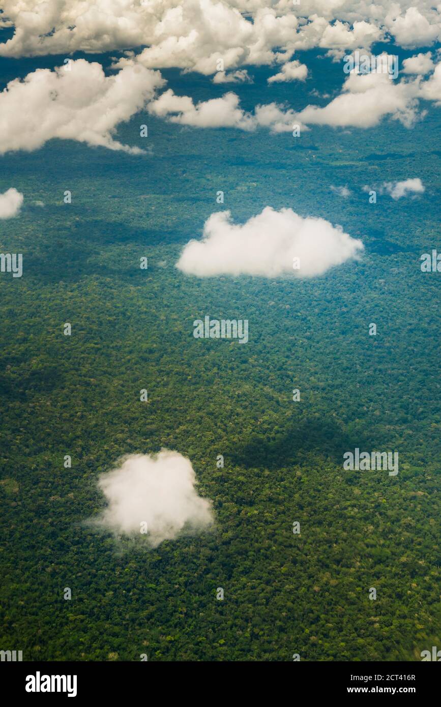 Amazon Rainforest, Coca, Ecuador, South America Stock Photo