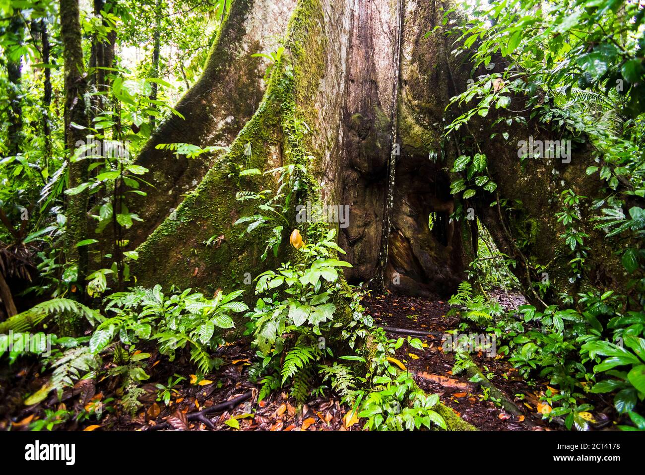 Large Kaypok tree in the Amazon Rainforest, Coca, Ecuador, South America Stock Photo