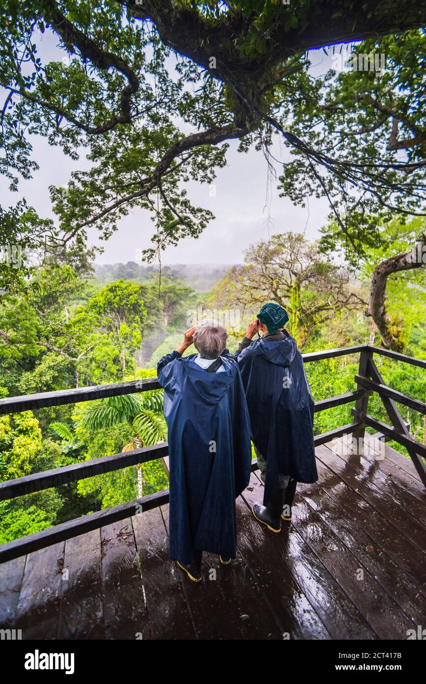 Curated visual reference: Visual Reference: Bird Watching In A 43M Kapok Tree Tower Viewing Platform