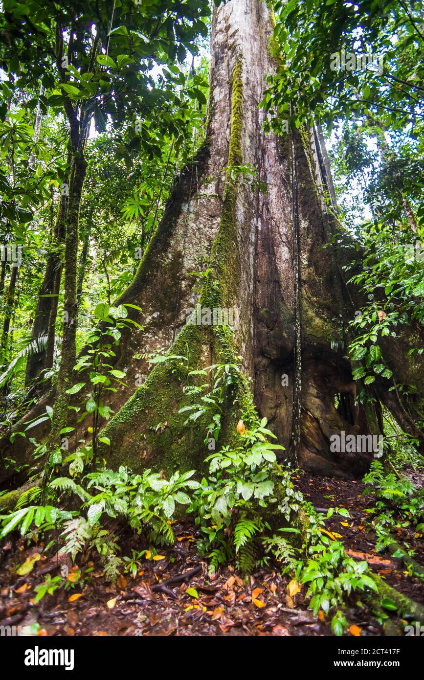 Large Kaypok tree in the Amazon Rainforest, Coca, Ecuador, South America Stock Photo