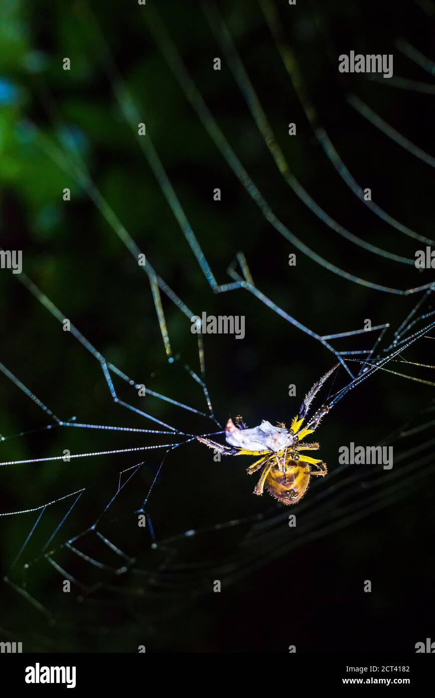Spider in the Amazon Rainforest at night, Sacha Lodge, Coca, Ecuador, South America Stock Photo