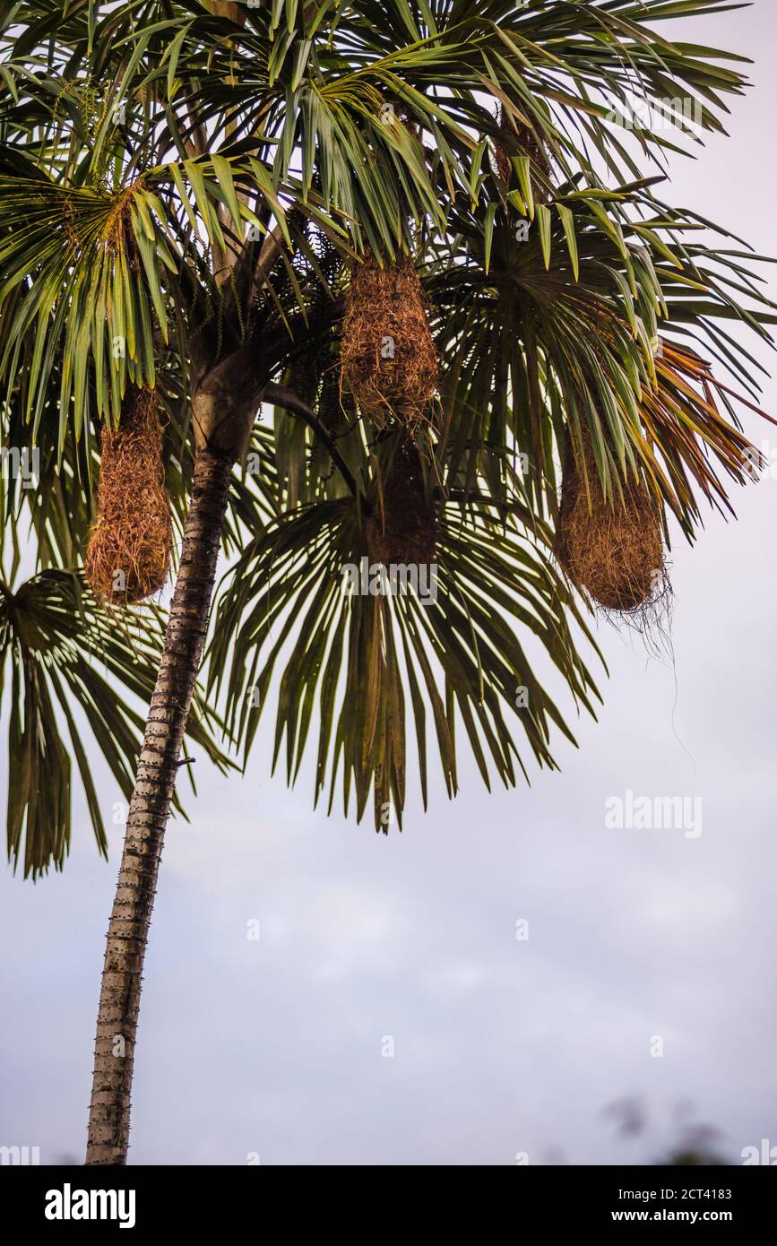 Bird nests hanging from a Palm Tree, Amazon Rainforest, Coca, Ecuador, South America Stock Photo