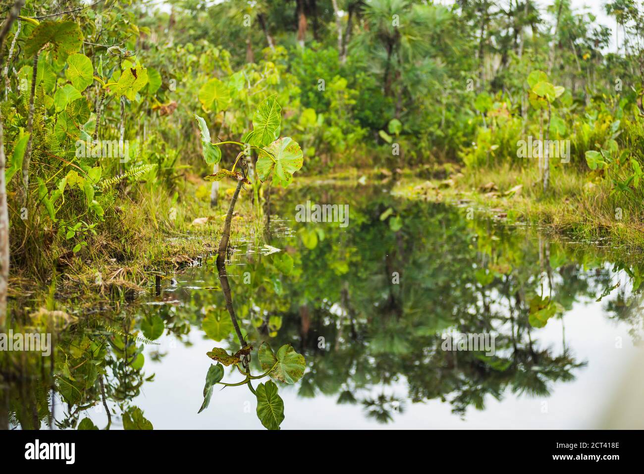 Narrow waterway, Amazon Rainforest, Coca, Ecuador, South America Stock Photo