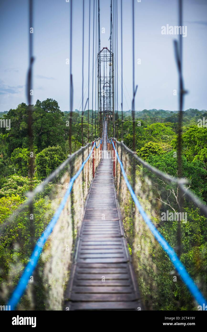 Jungle Canopy Walk in Amazon Rainforest at Sacha Lodge, Coca, Ecuador