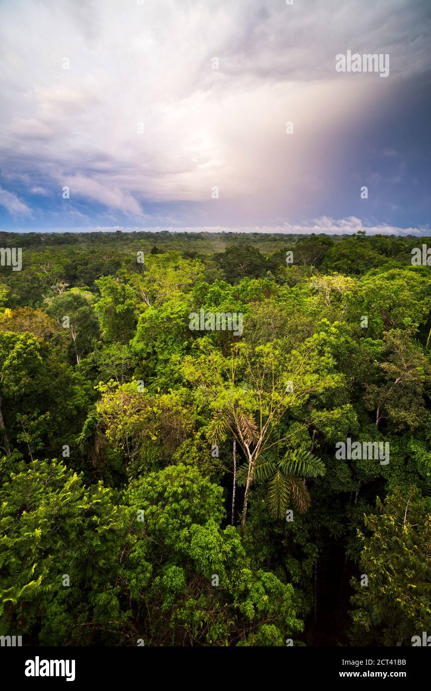 Amazon Rainforest at Sacha Lodge, Coca, Ecuador, South America Stock ...