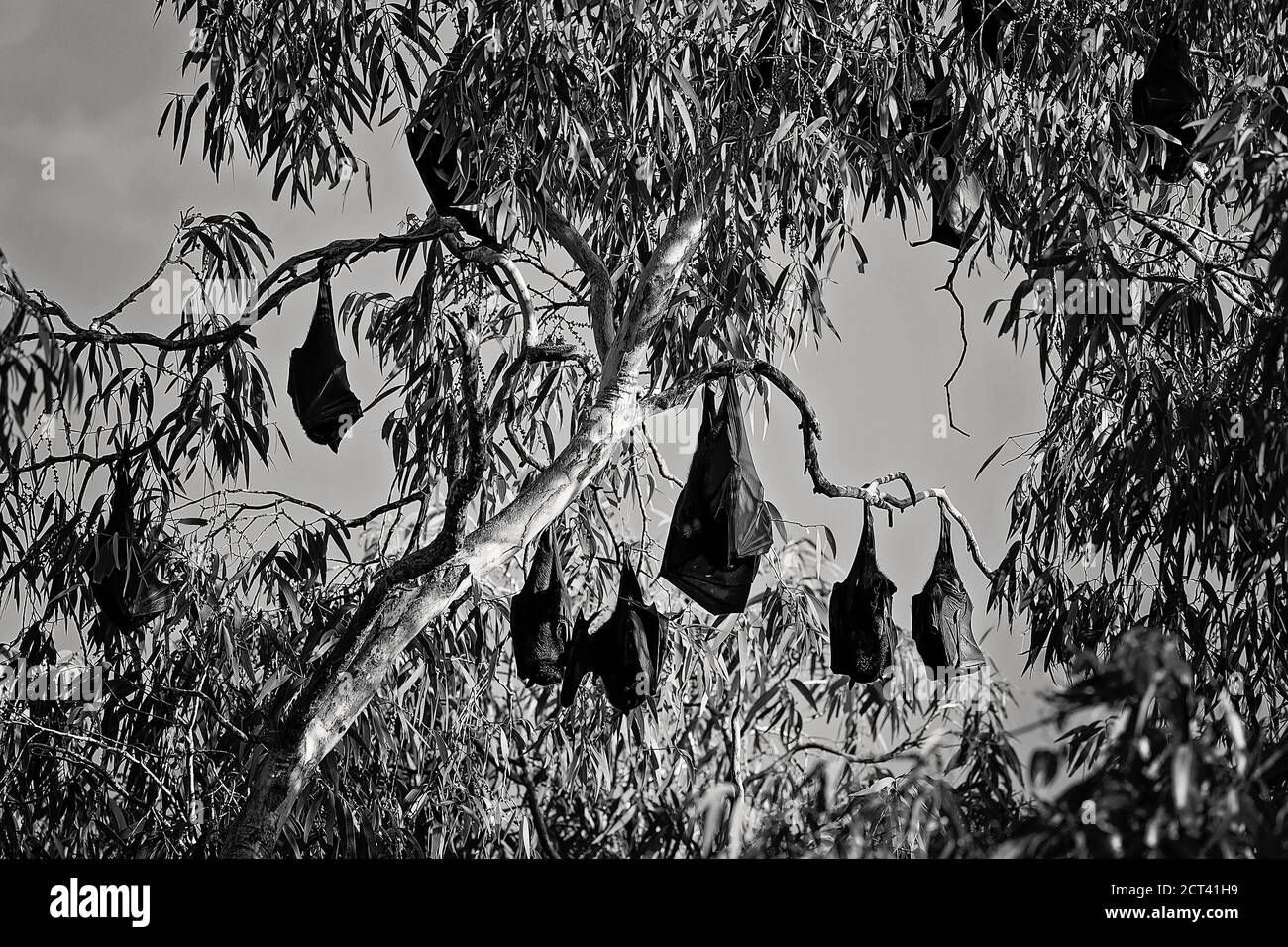 A colony of bats hanging from trees in daylight ready for flight at