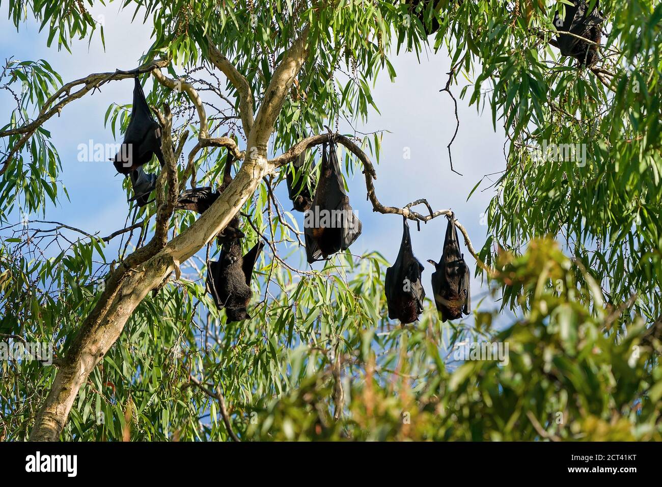 A colony of bats hanging from trees in daylight ready for flight at night Stock Photo