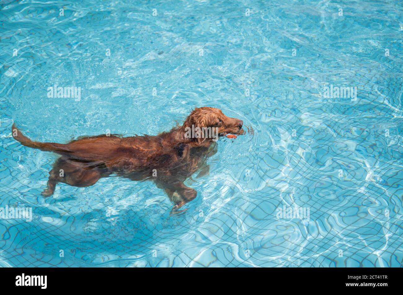 Golden Retriever swimming in the pool Stock Photo - Alamy