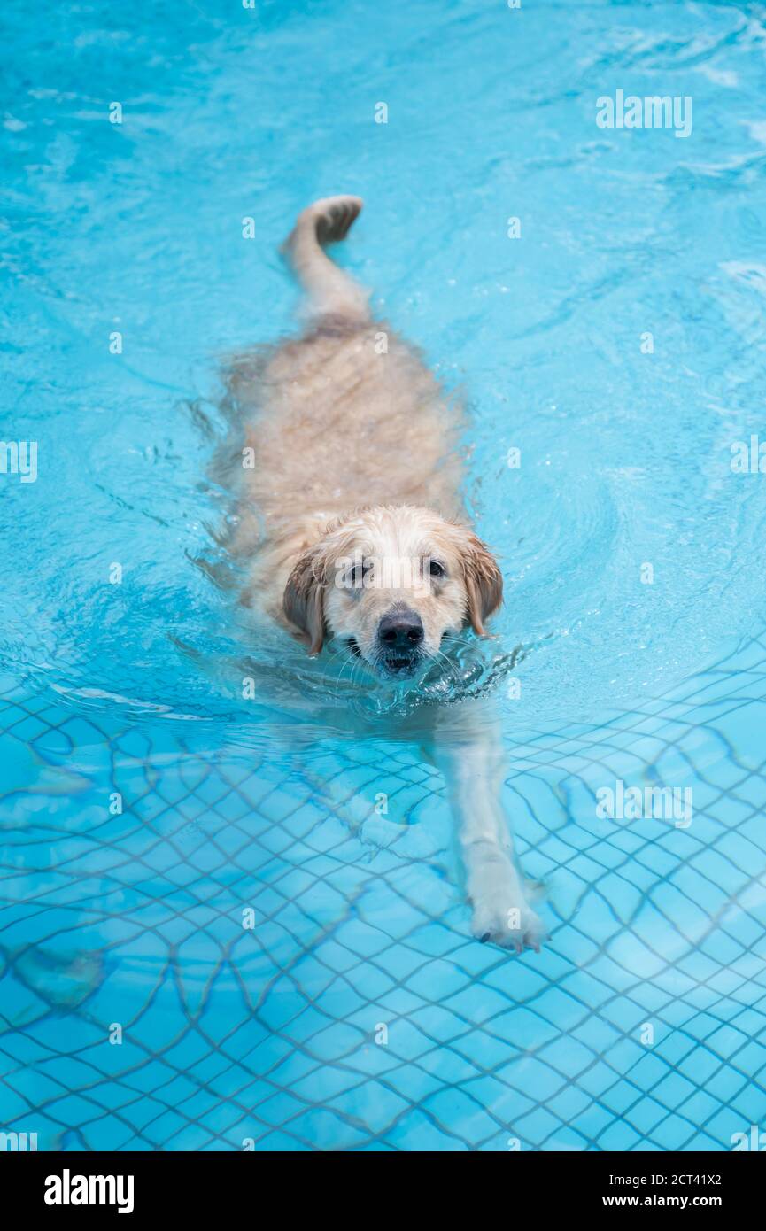 Golden Retriever swimming in the pool Stock Photo - Alamy