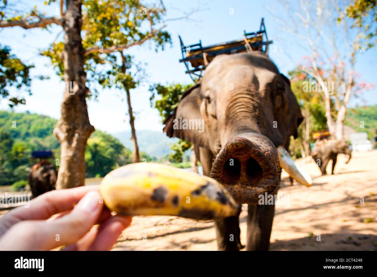 Elephant eating banana hires stock photography and images Alamy