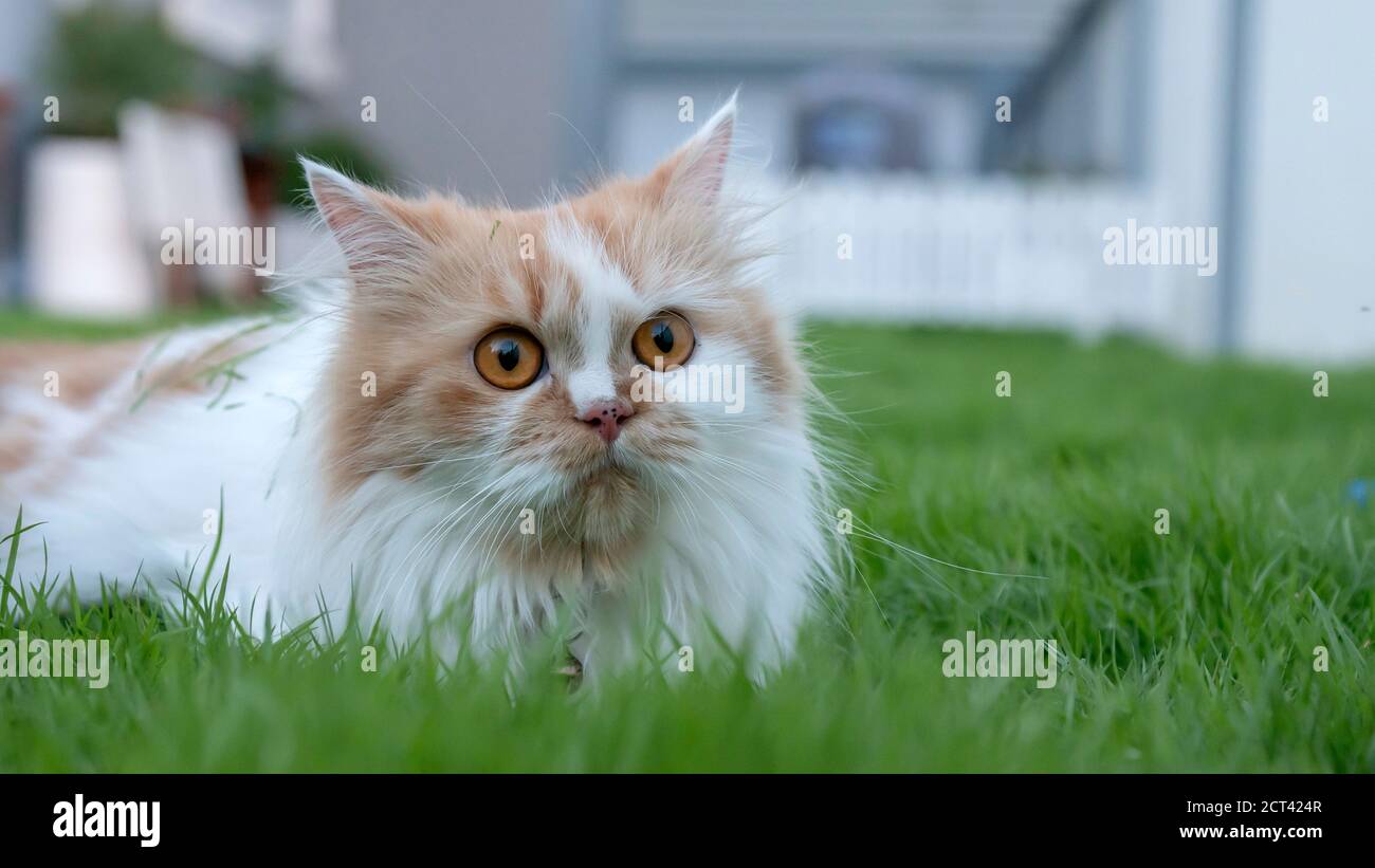 A Persian cat is lying on the grass in the front yard and looking Stock ...