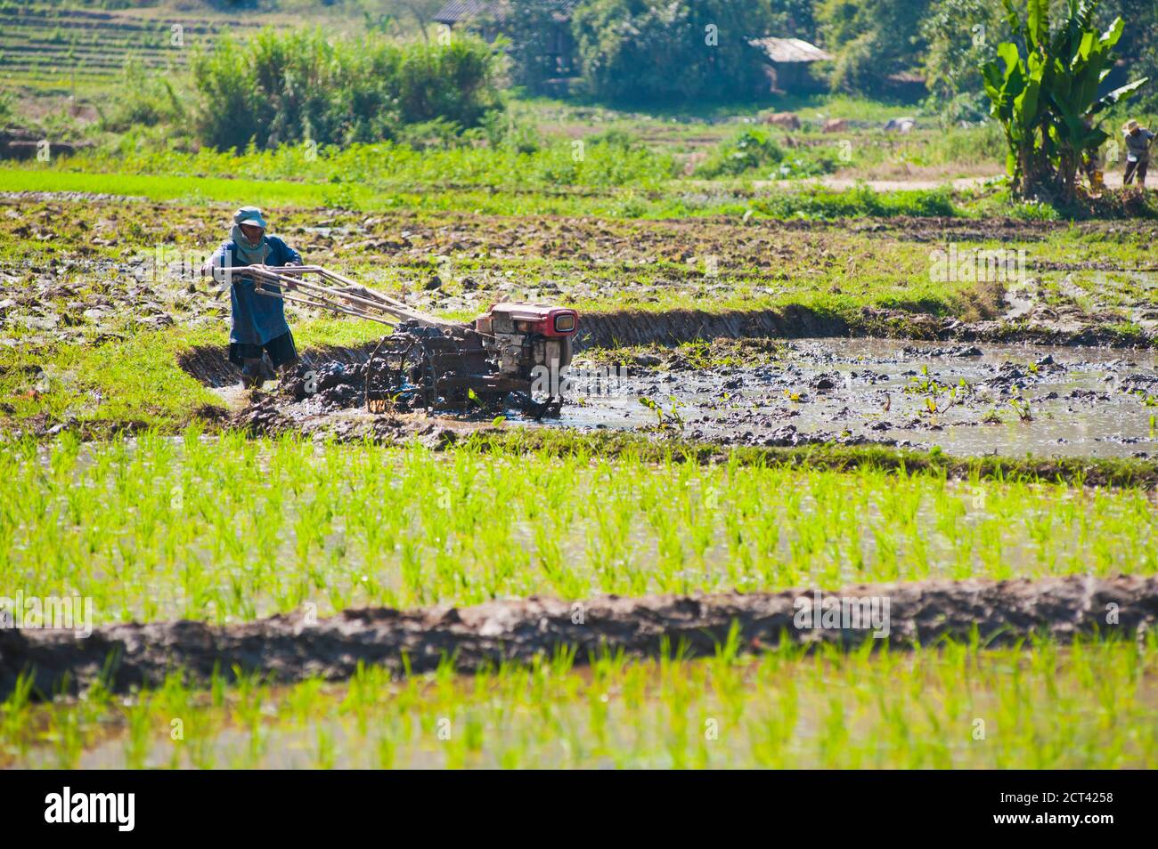 Chiang Rai rice paddy field worker ploughing rice paddies, Thailand