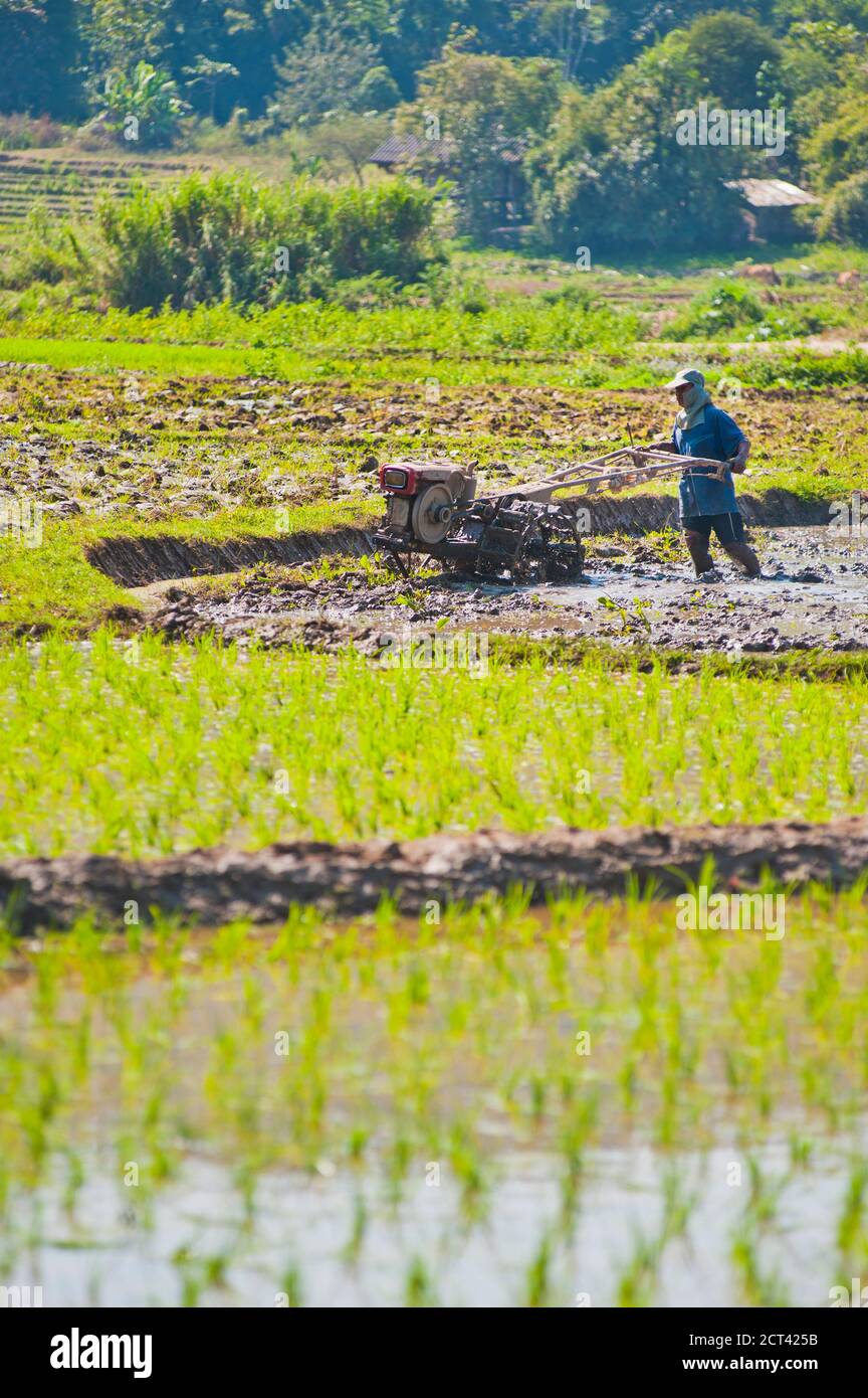 Rice paddy field worker farming rice in paddies near Chiang Rai, Thailand, Southeast Asia, Asia, Southeast Asia Stock Photo