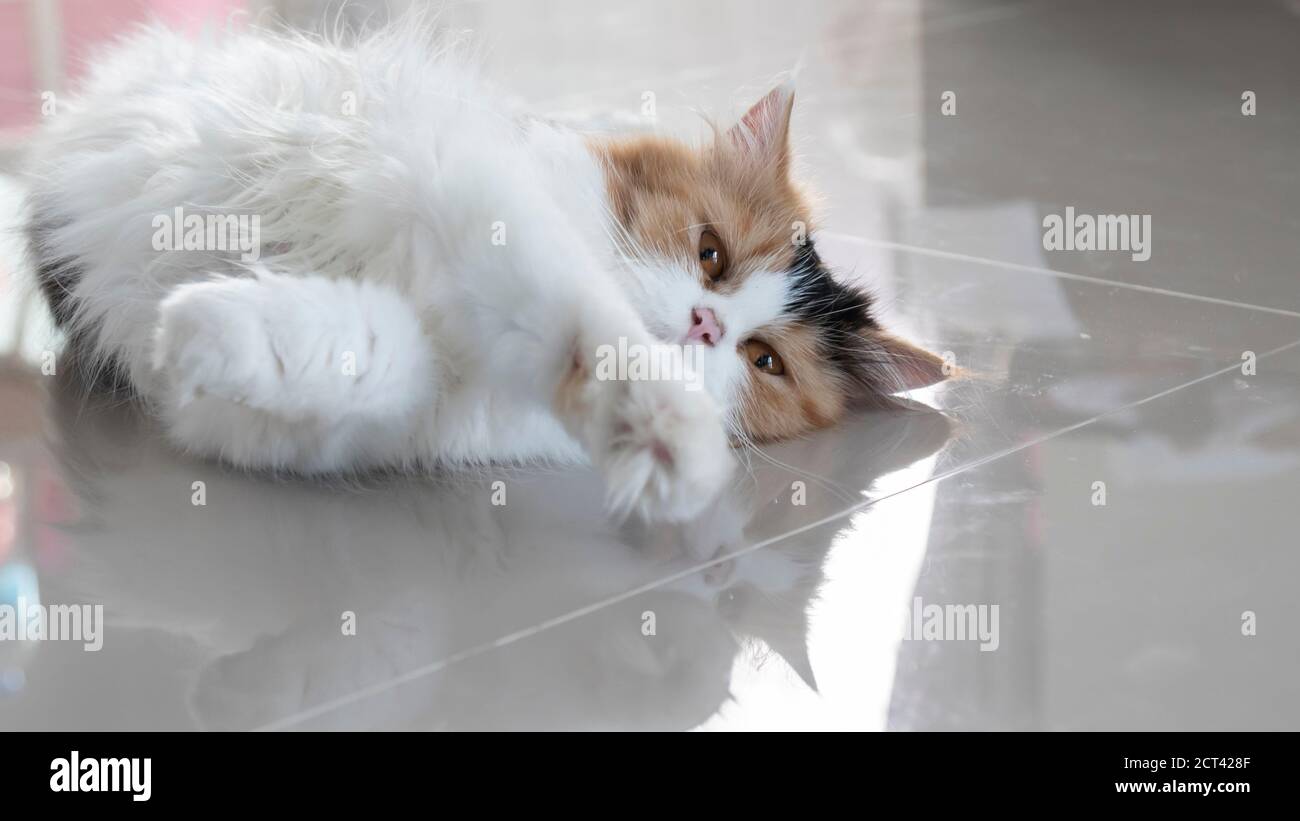 Cute Persian cat lying on the floor. Fluffy pet is gazing curiously. Stock Photo