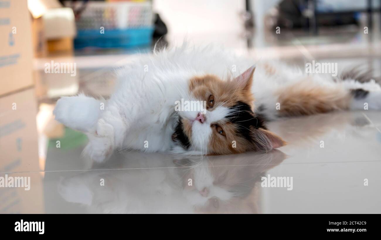 Close-up a Cute Persian cat lying on the floor. Fluffy pet is gazing curiously. Stock Photo