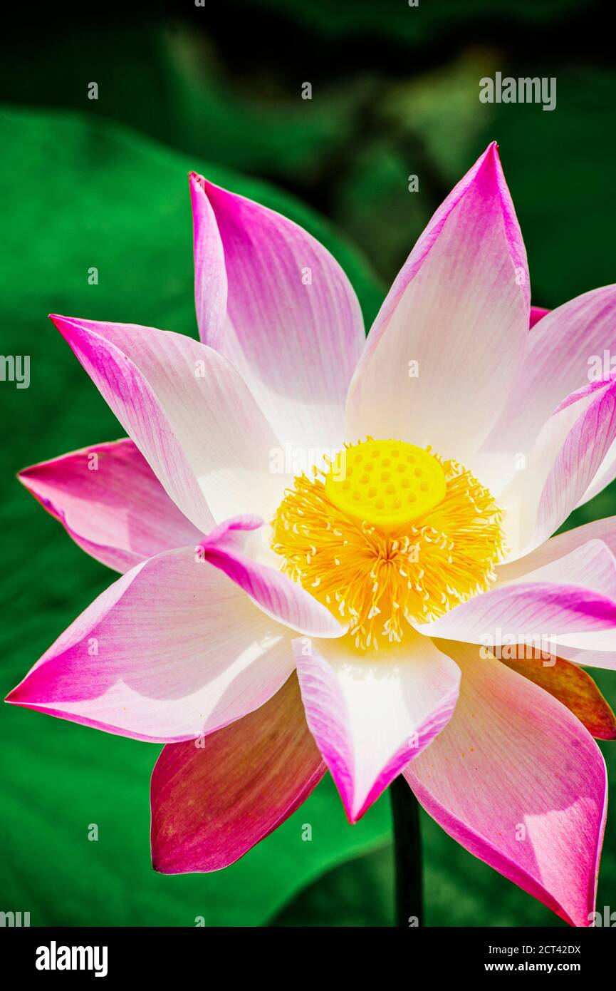 Lotus Flower, Mekong Delta, Vietnam, Southeast Asia Stock Photo Alamy