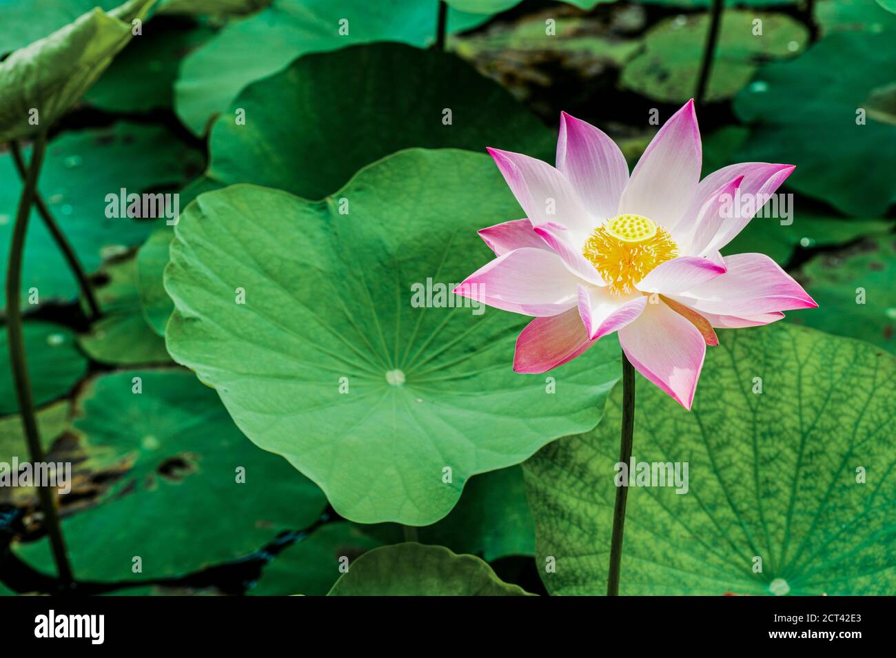 Lotus Flower, Mekong Delta, Vietnam, Southeast Asia Stock Photo