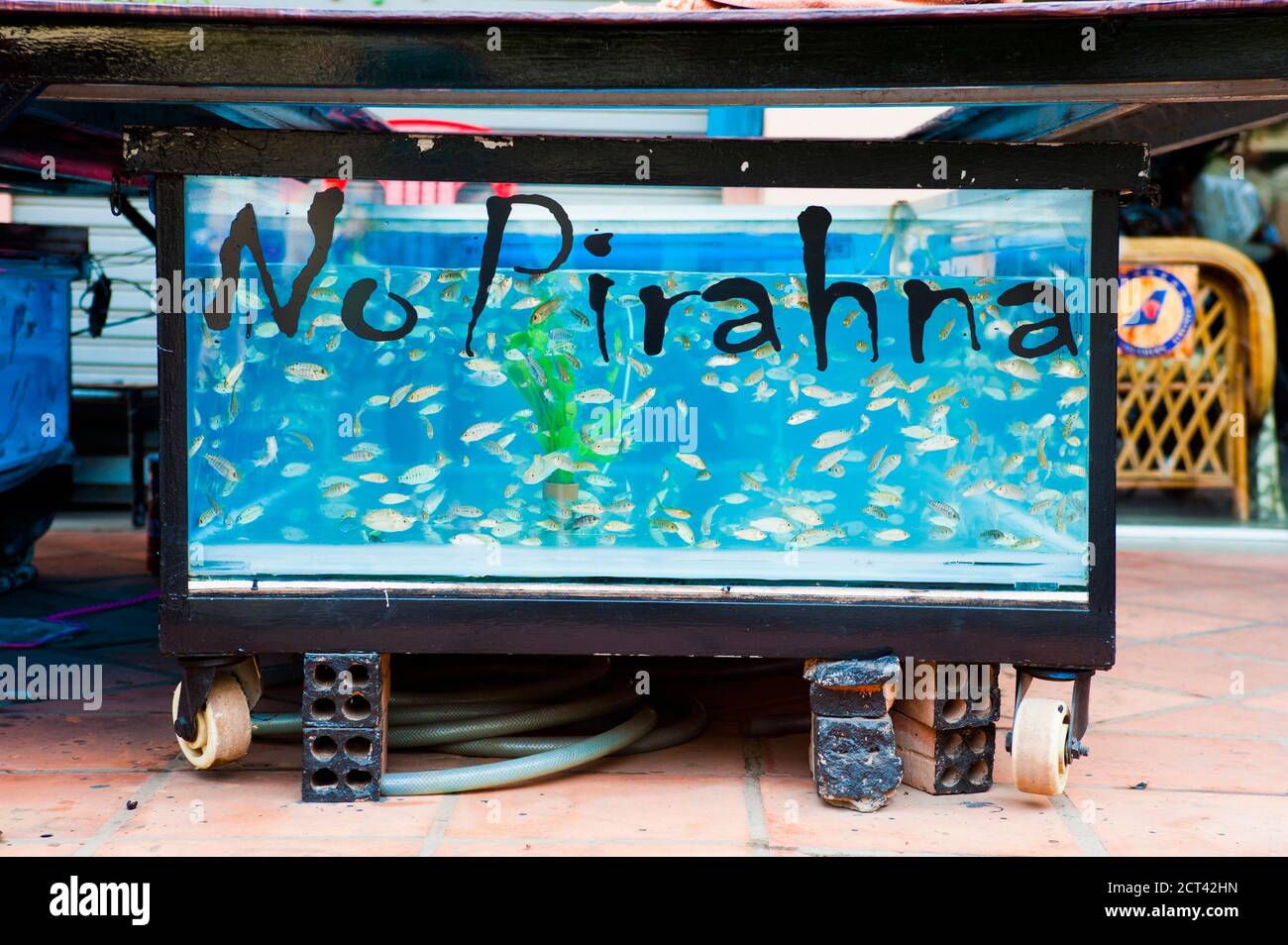 Garra Ruufa fish in a fish massage container, Siem Reap, Cambodia, Southeast Asia, Asia, Southeast Asia Stock Photo