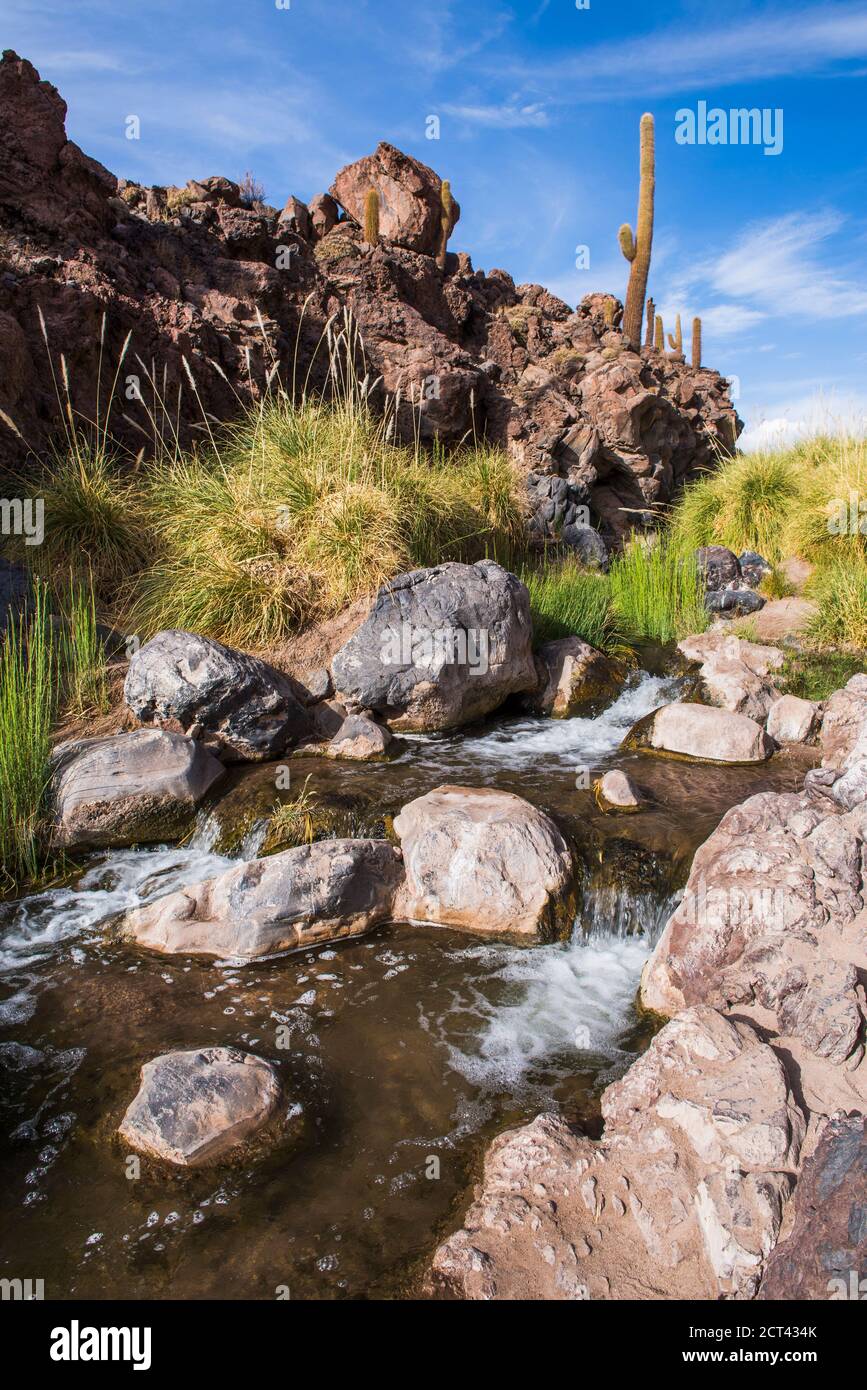 Vilama River, Cactus Valley (Los Cardones Ravine), Atacama Desert, North  Chile, South America Stock Photo - Alamy