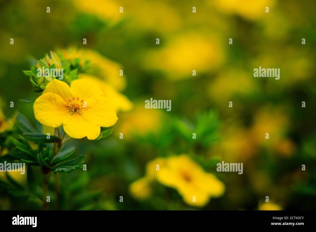 Golden buttercup hires stock photography and images Alamy