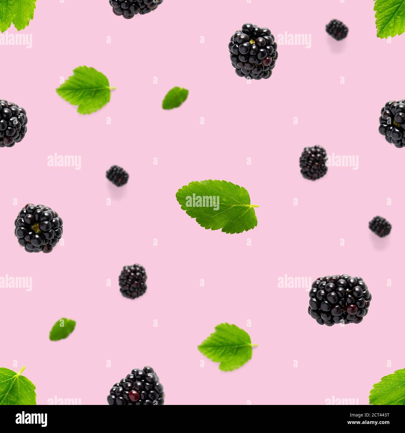 Falling Bramble Seamless pattern. Fresh Falling blackberry seamless pattern. Pattern with fresh wild berries isolated on pink background. Stock Photo