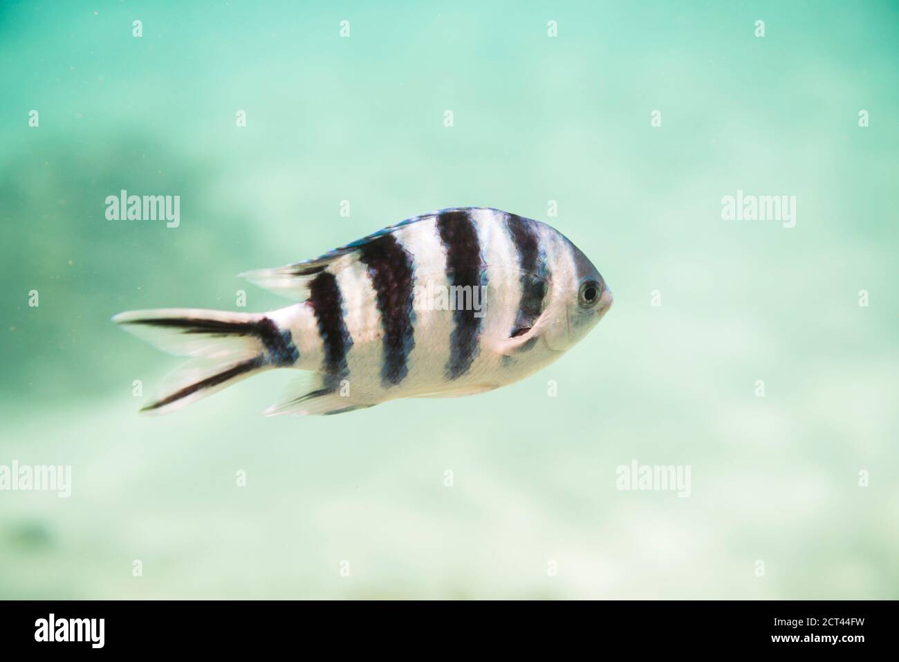 Underwater photo of a Sergeant Major Fish aka píntano (Abudefduf
