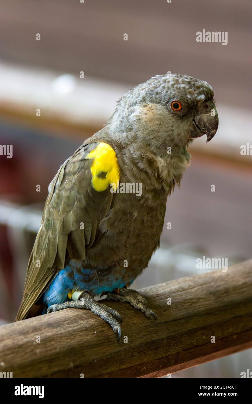 Poicephalus rueppellii hires stock photography and images Alamy