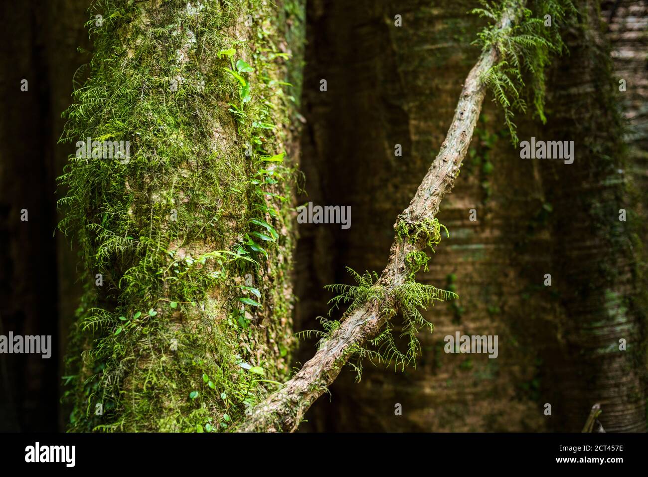 Rainforest on La Fortuna Waterfall hike, Alajuela Province, Costa Rica, Central America Stock Photo