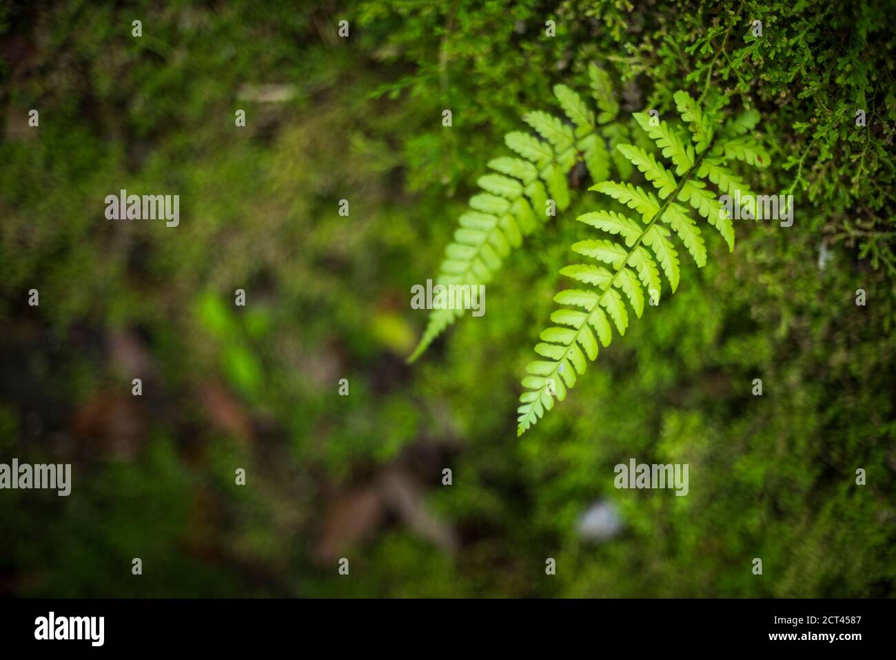 Fern in the rainforest on La Fortuna Waterfall hike, Alajuela Province, Costa Rica, Central America Stock Photo