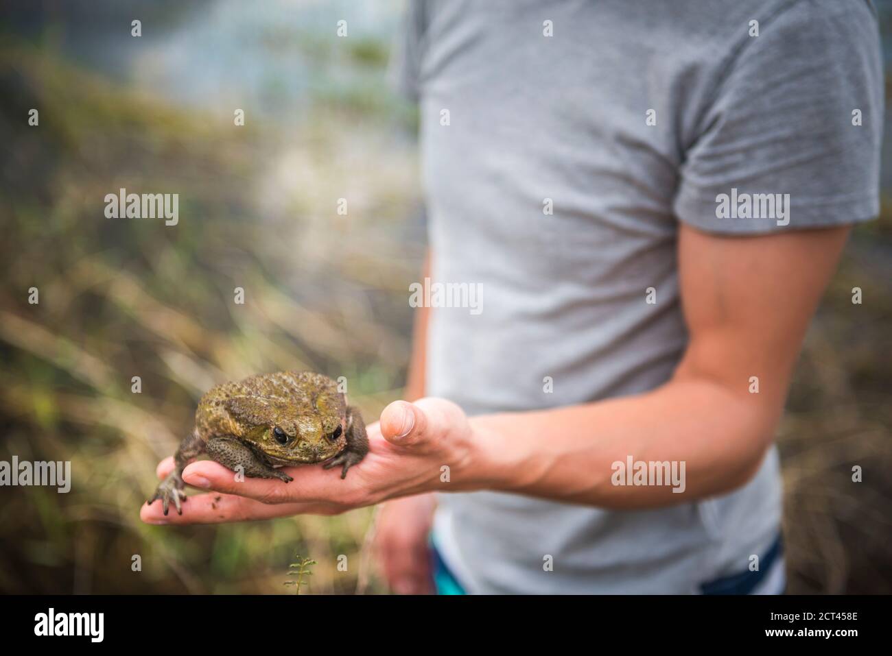 Toad at Arenal Volcano Lake, Alajuela Province, Costa Rica, Central America Stock Photo