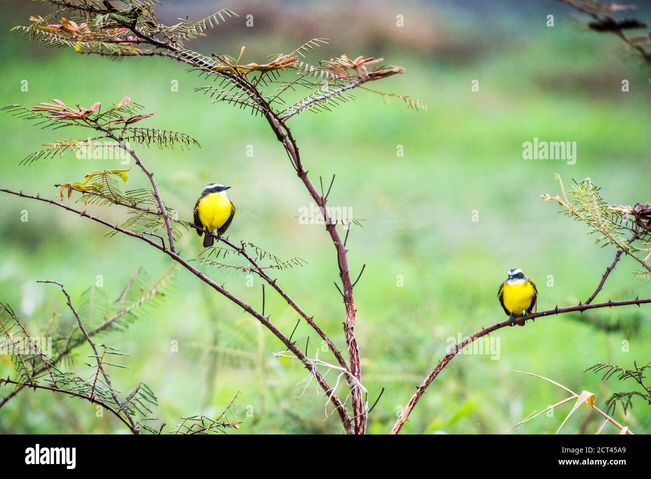 Birds near Arenal Volcano, Alajuela Province, Costa Rica, Central America Stock Photo