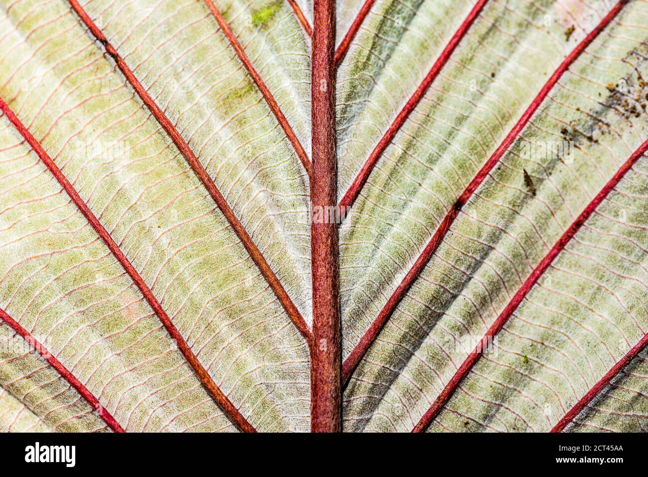 Close up detail of a leaf in the rainforest in Arenal Volcano National Park, Alajuela Province, Costa Rica, Central America Stock Photo
