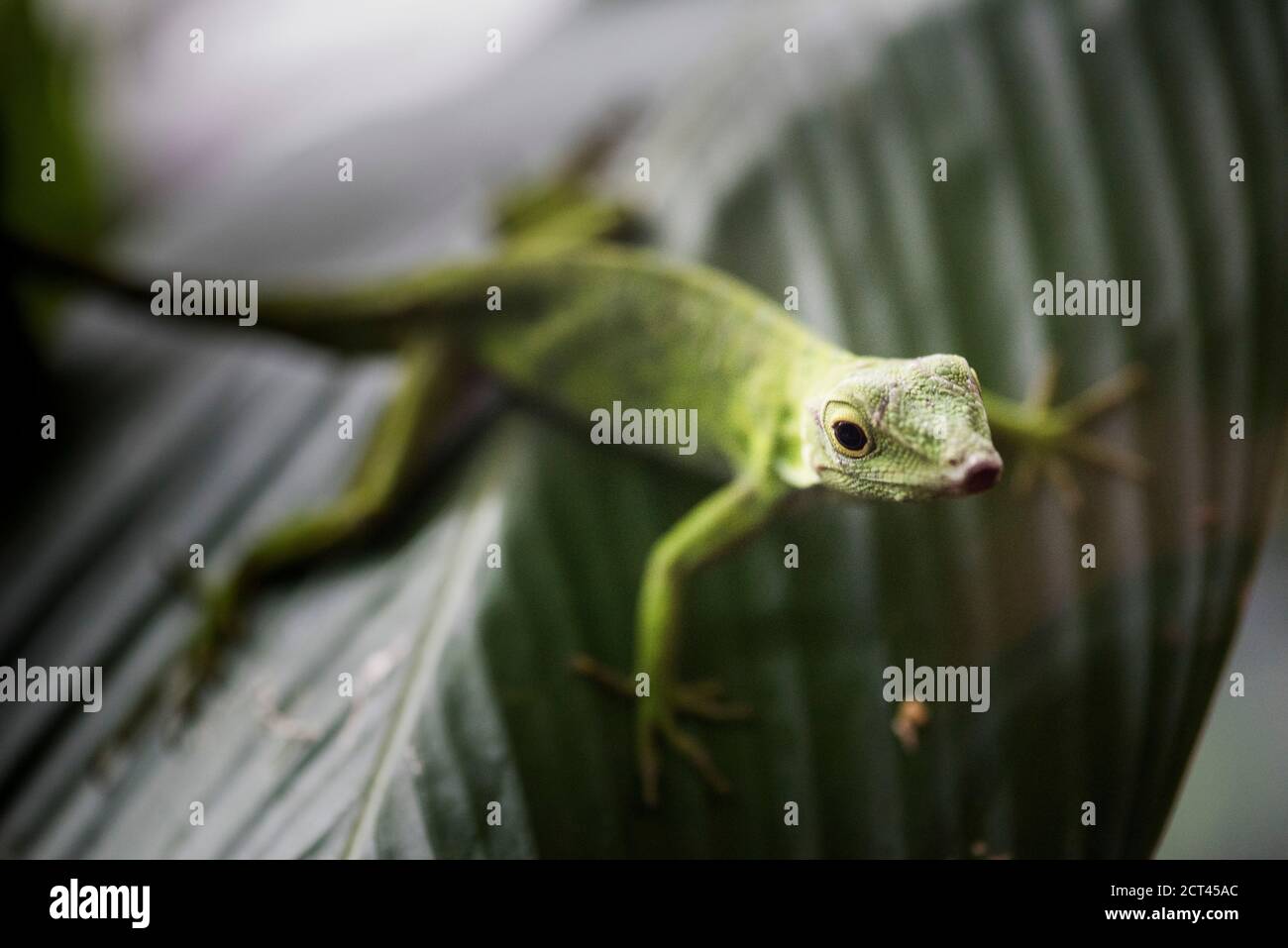 Lizard near Arenal Volcano, Alajuela Province, Costa Rica, Central America Stock Photo