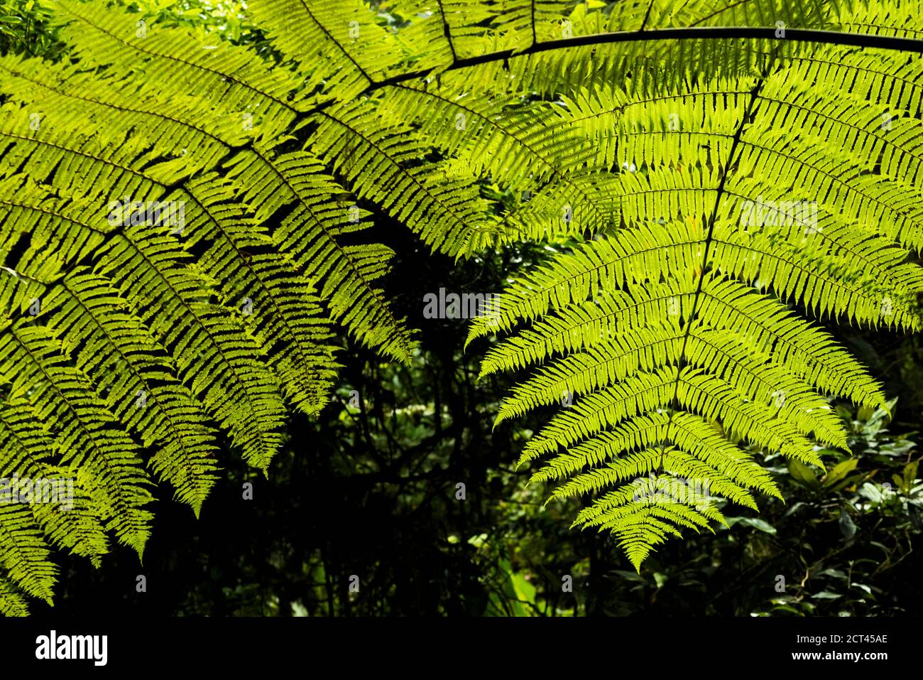 Close up detail of a fern in the rainforest in Arenal Volcano National Park, Alajuela Province, Costa Rica, Central America Stock Photo