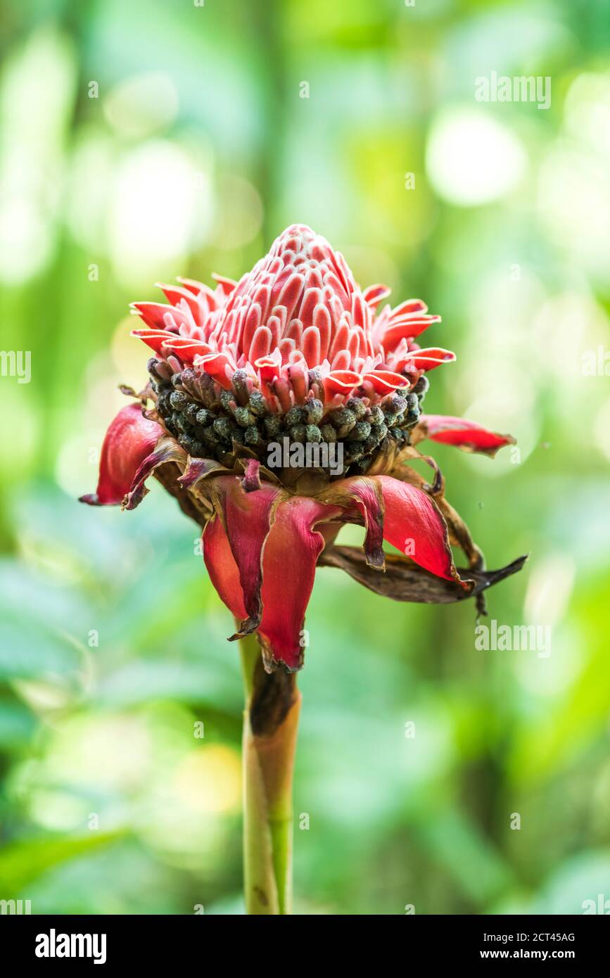 Flower, Arenal Volcano area, Alajuela, Costa Rica, Central America Stock Photo
