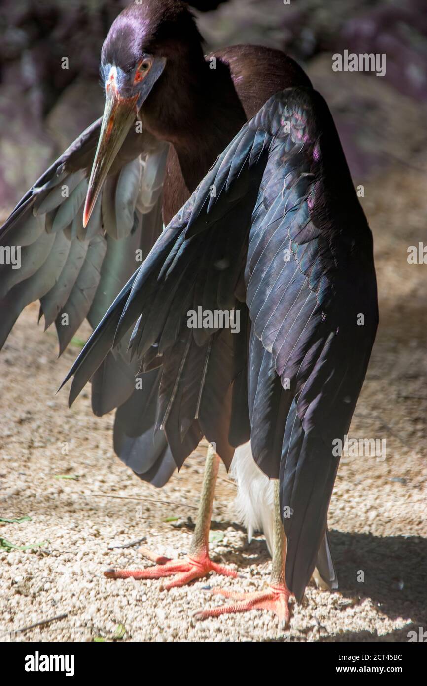 The Abdim's stork (Ciconia abdimii) bask in the sun, looks like a pterosaur. It is a black stork