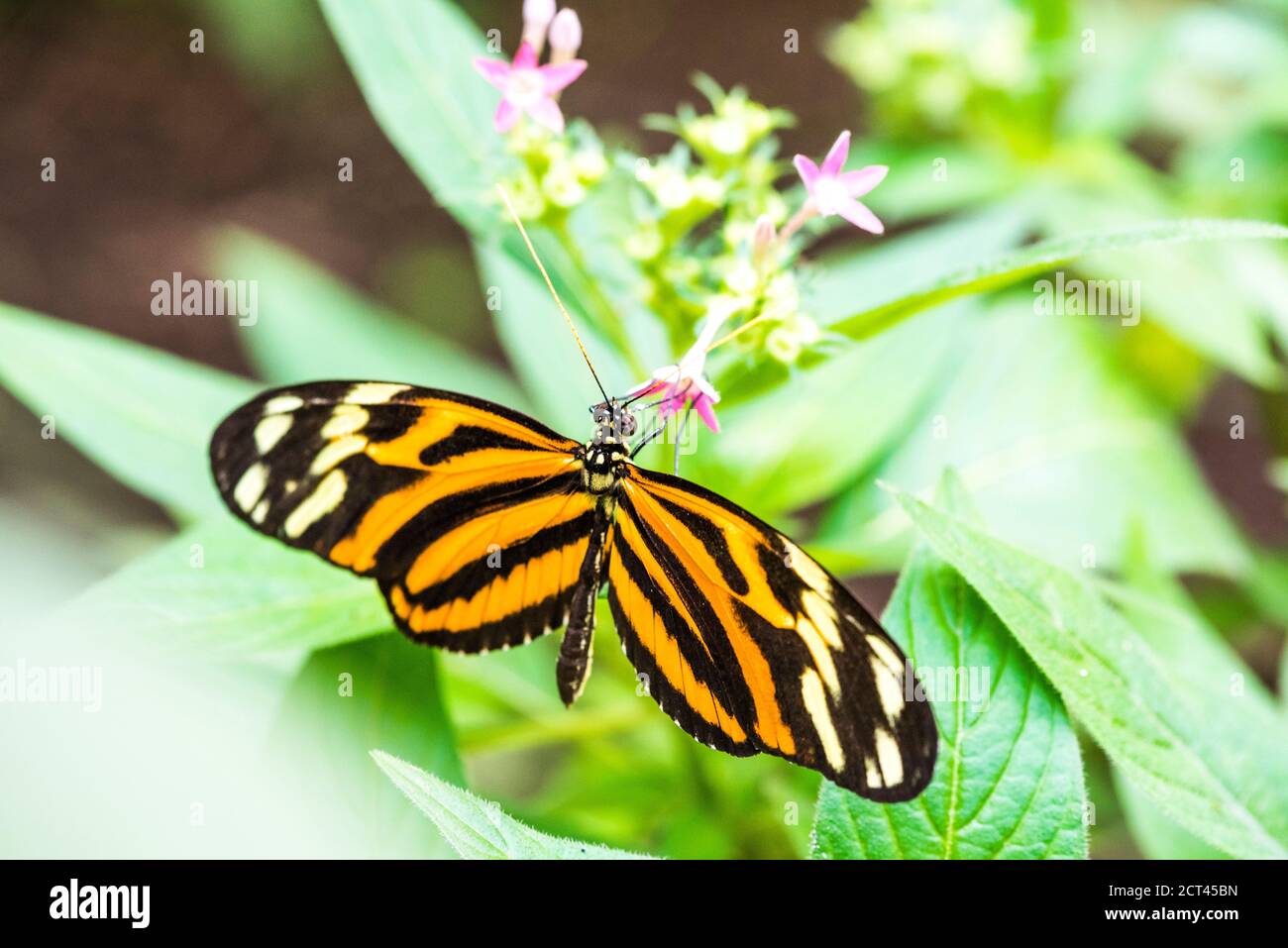 Butterfly, Arenal Volcano area, Alajuela, Costa Rica, Central America Stock Photo