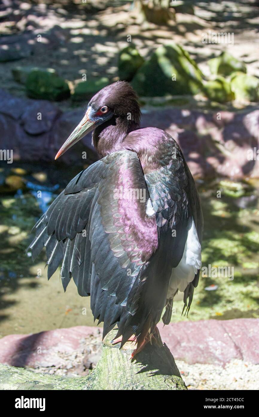 The Abdim's stork (Ciconia abdimii) bask in the sun, looks like a pterosaur. It is a black stork