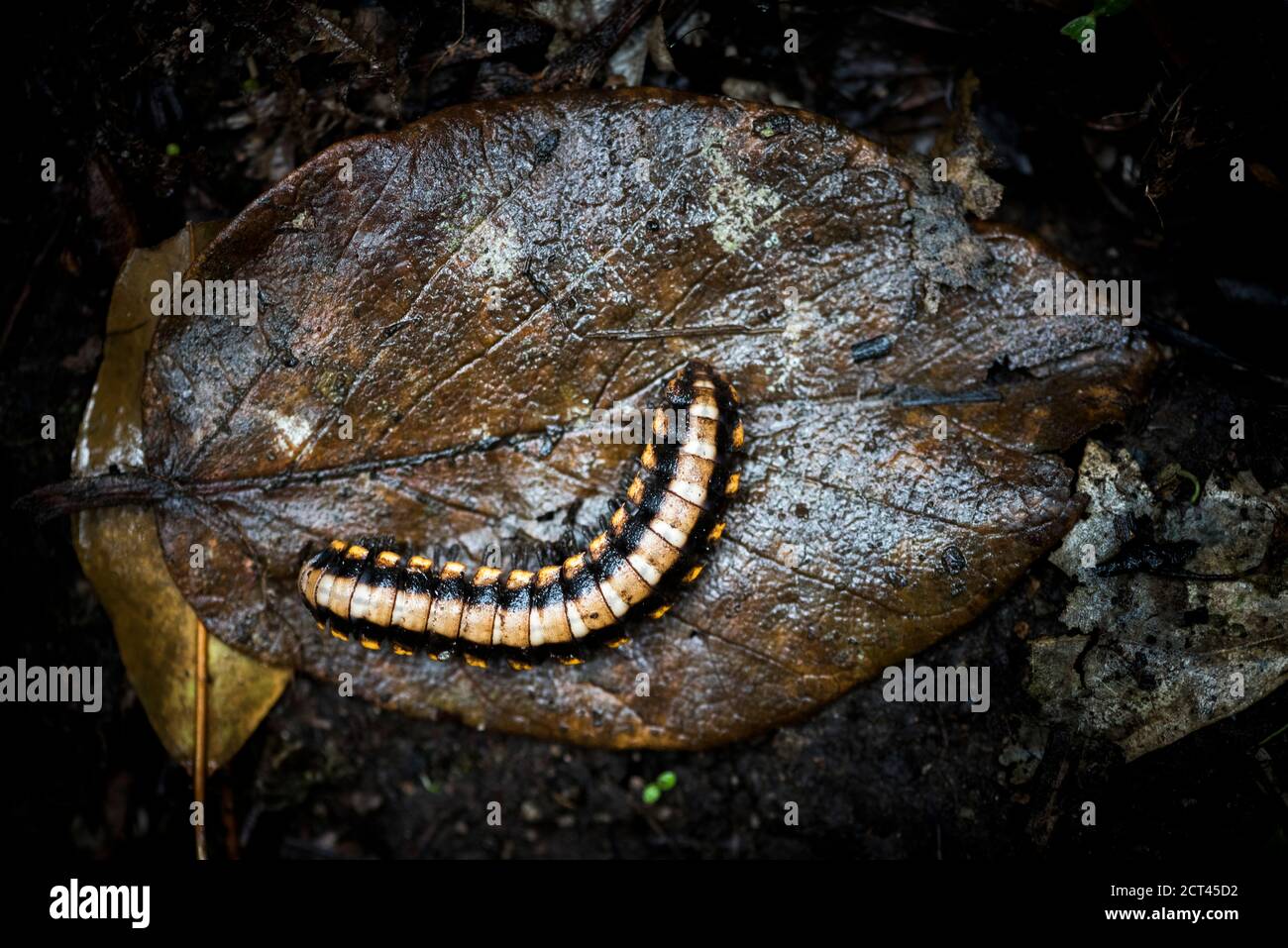 Centipede in Monteverde Cloud Forest Reserve, Puntarenas, Costa Rica, Central America Stock Photo