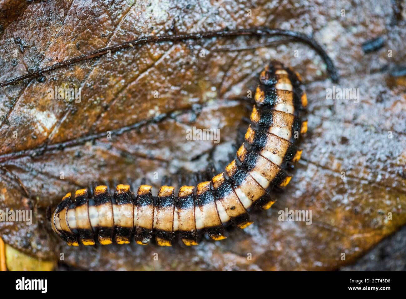 Centipede in Monteverde Cloud Forest Reserve, Puntarenas, Costa Rica
