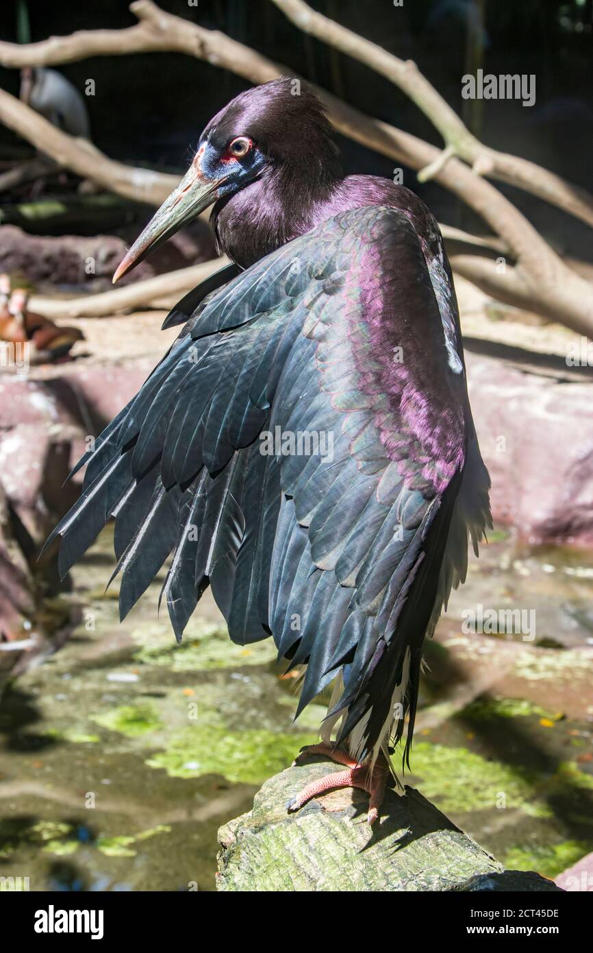 The Abdim's stork (Ciconia abdimii) bask in the sun, looks like a pterosaur. It is a black stork