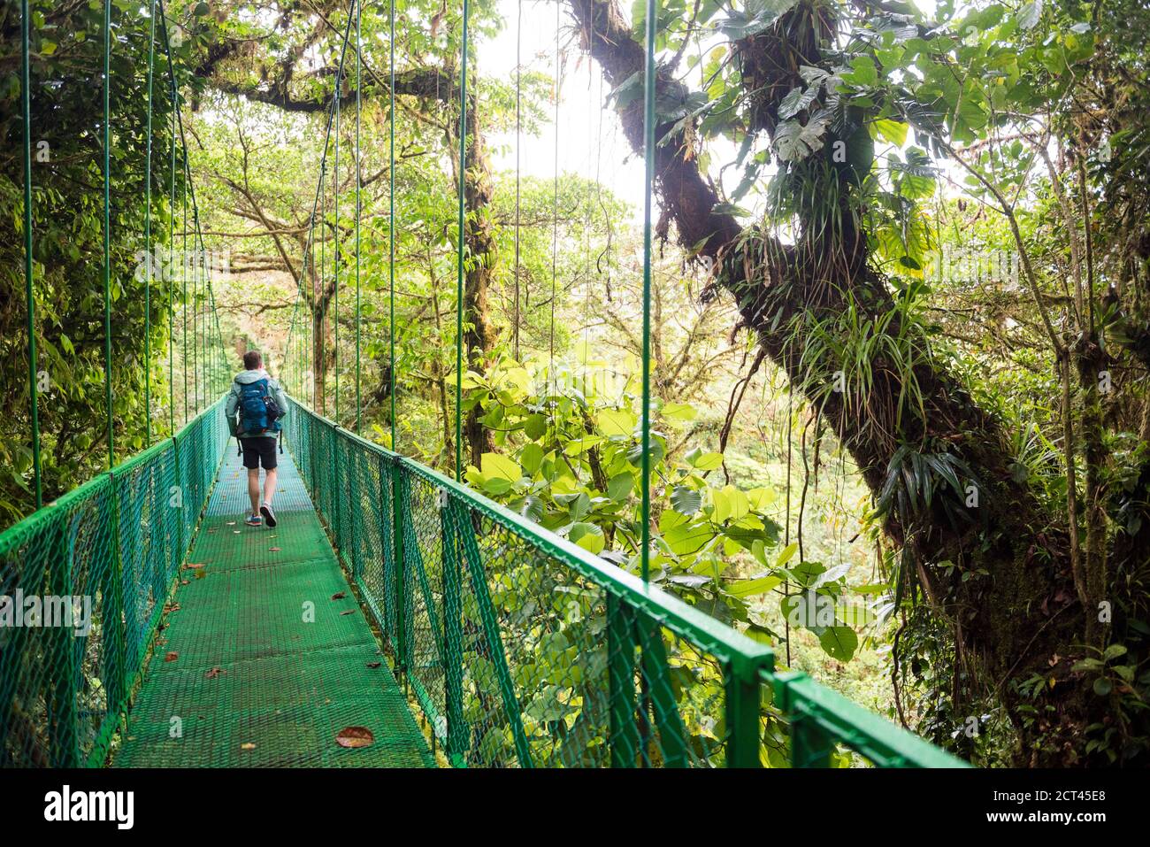 Selvatura Treetop hanging bridges, Monteverde Cloud Forest Reserve, Puntarenas, Costa Rica, Central America Stock Photo