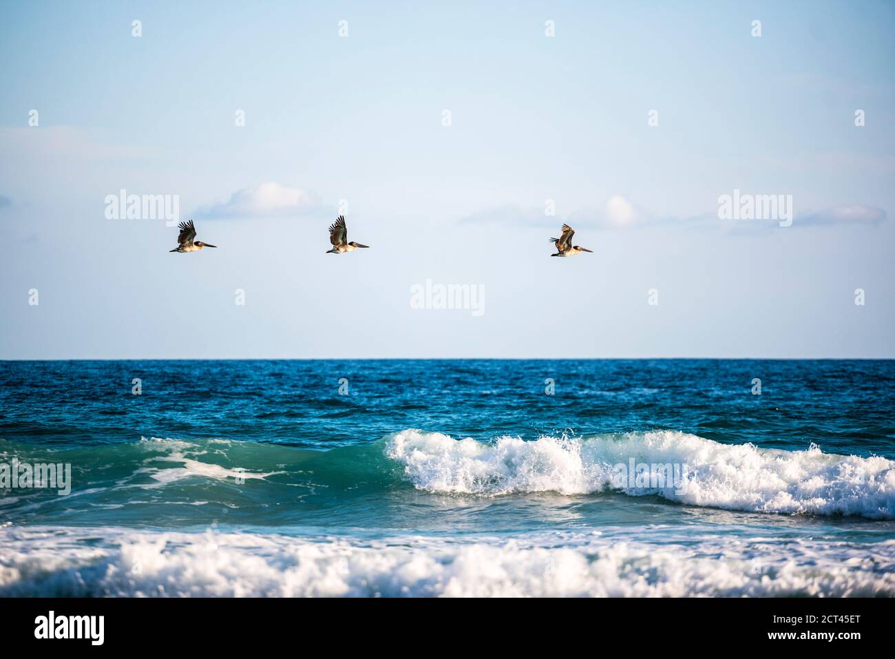 Pelicans flying over waves at a beach near Nosara, Guanacaste Province, Pacific Coast, Costa Rica Stock Photo