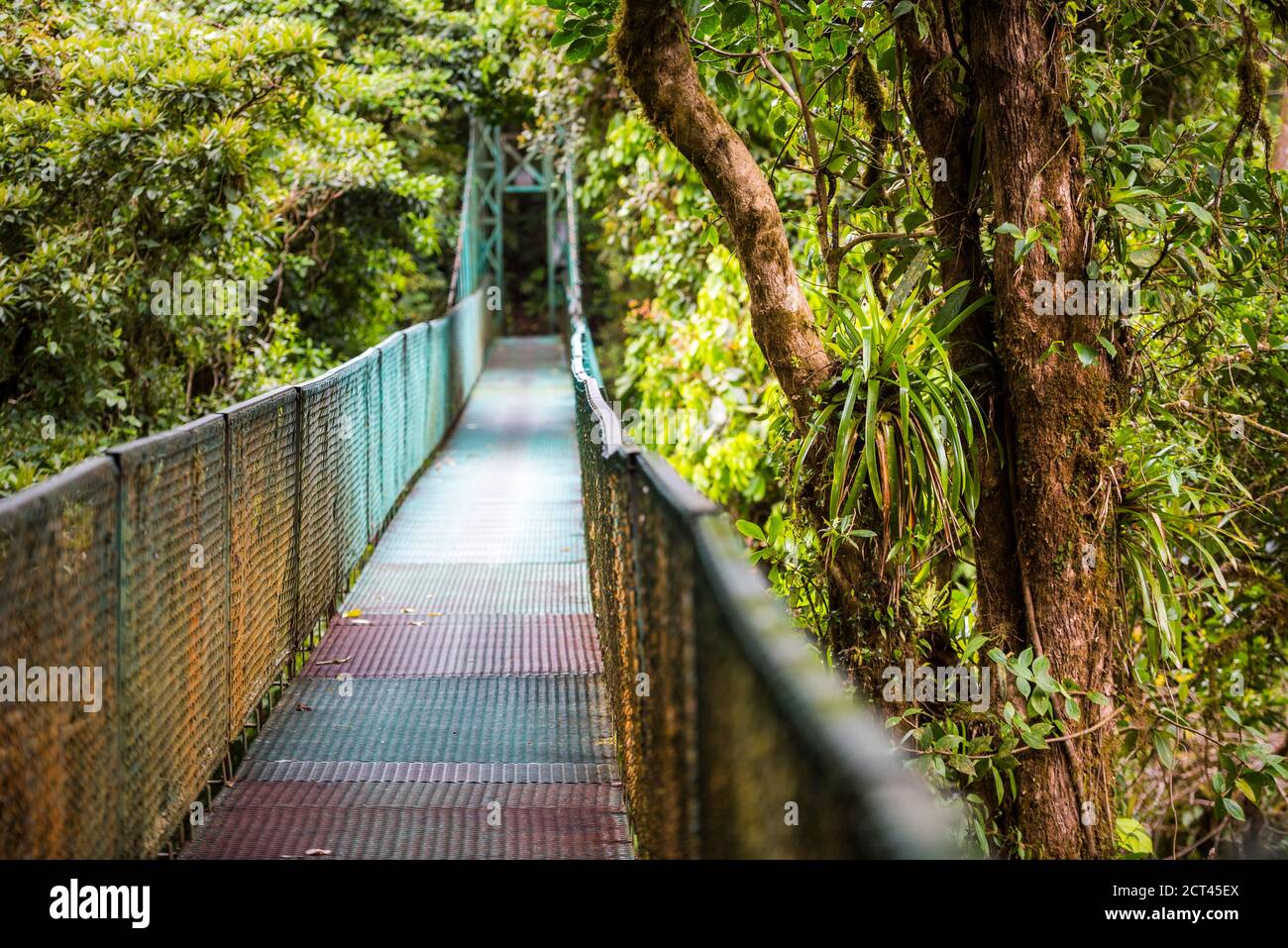 Monteverde Cloud Forest Reserve, seen from Selvatura Treetop hanging bridges, Costa Rica, Central America Stock Photo