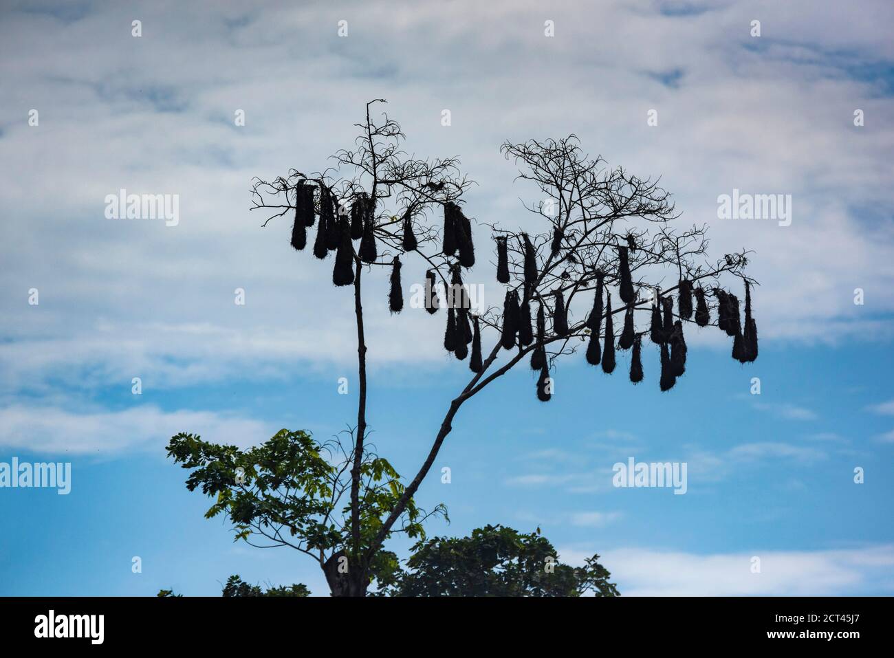 Bird nests, Tortuguero National Park, Limon Province, Costa Rica Stock Photo