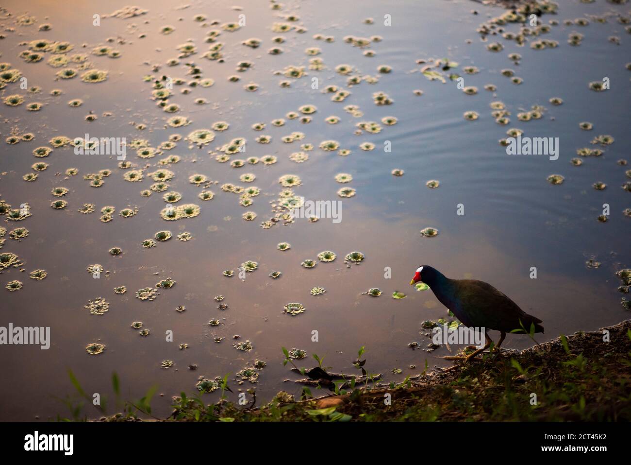 Purple Gallinule (Porphyrio Martinicus), a type of Swamphen at Boca Tapada, Alajuela Province, Costa Rica Stock Photo