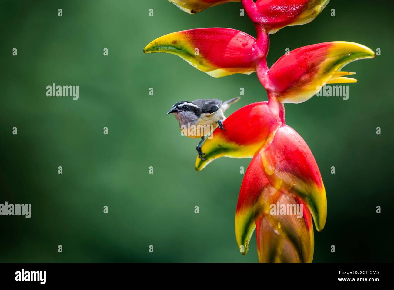 Bananaquit (Coereba flaveola), Boca Tapada, Alajuela Province, Costa Rica Stock Photo