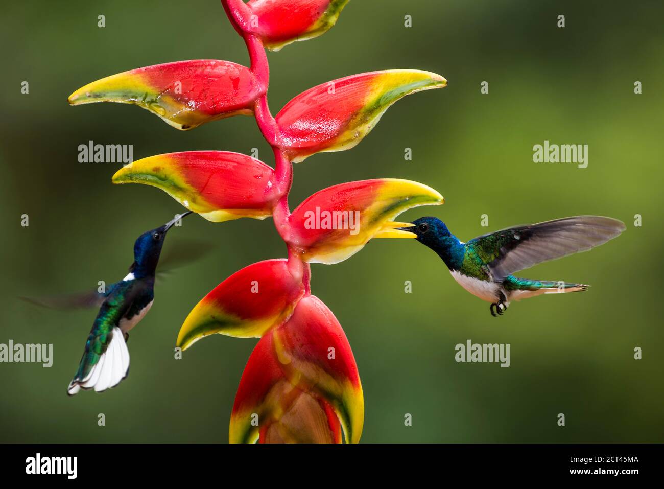 White-necked Jacobin (Florisuga mellivora aka Collared Hummingbird) Boca Tapada, Alajuela Province, Costa Rica Stock Photo